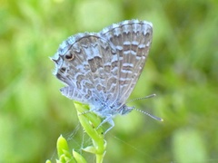 Theclinesthes serpentata
