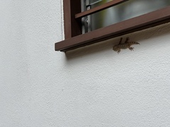 Gekko monarchus