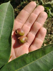 Myrcia ferruginea