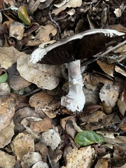 Agaricus hondensis