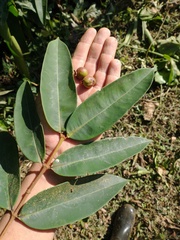 Myrcia ferruginea