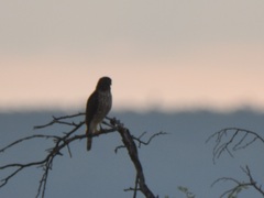 Rupornis magnirostris