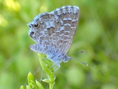 Theclinesthes serpentata
