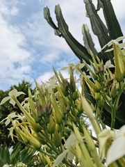 Kalanchoe marmorata