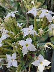 Kalanchoe marmorata