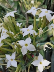 Kalanchoe marmorata