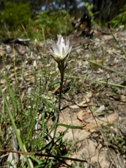 Helichrysum leucopsideum