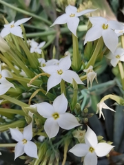 Kalanchoe marmorata