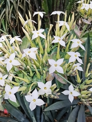 Kalanchoe marmorata