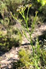 Ixodia achillaeoides