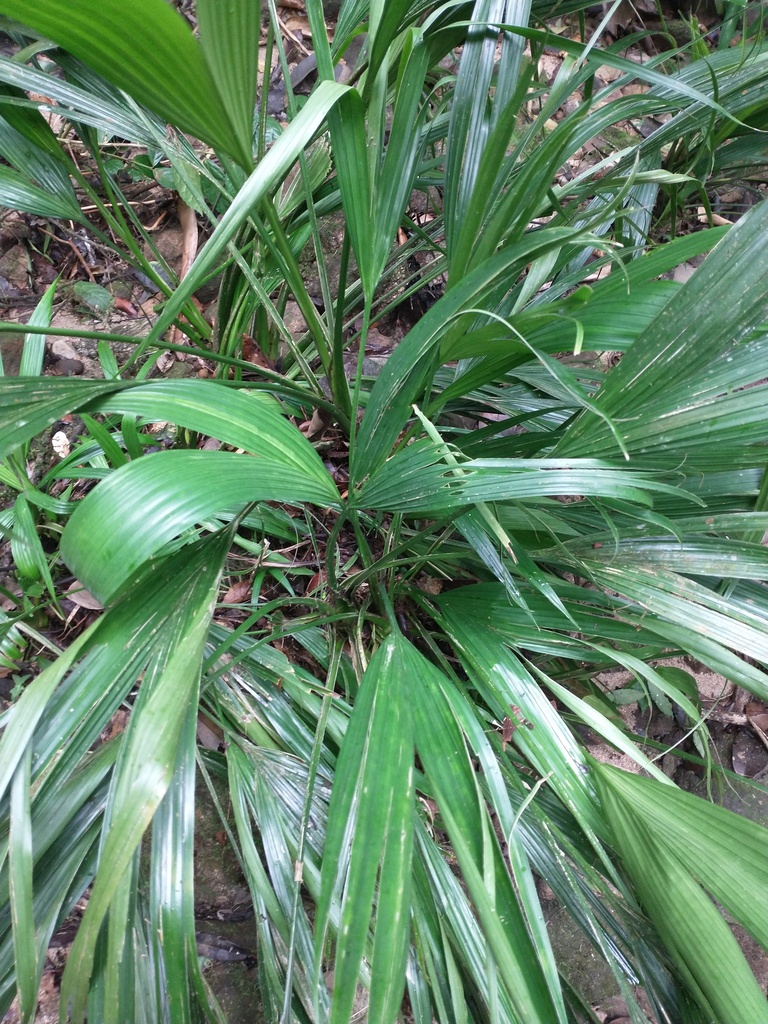 Asplundia rivularis
