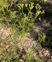 Ixodia achillaeoides