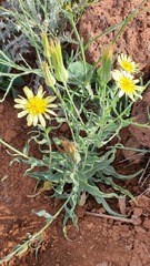 Tragopogon buphthalmoides