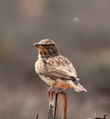 Galerida magnirostris