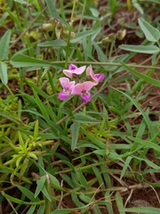 Dolichos hastiformis