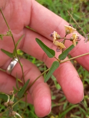 Dolichos hastiformis