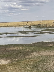 Oressochen melanopterus