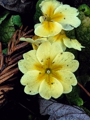Primula vulgaris