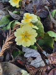 Primula vulgaris