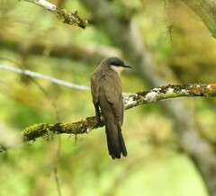 Coccyzus melacoryphus