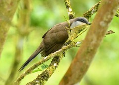 Coccyzus melacoryphus