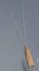 Triplectidinae