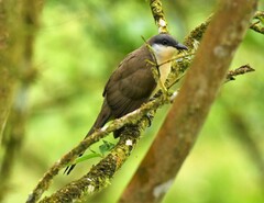 Coccyzus melacoryphus