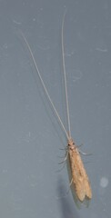 Triplectidinae