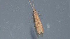 Triplectidinae