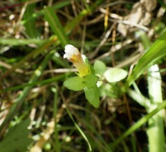 Gratiola sexdentata