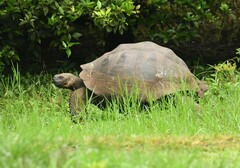 Chelonoidis niger porteri
