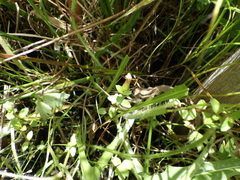 Gratiola sexdentata
