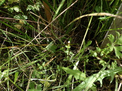 Gratiola sexdentata