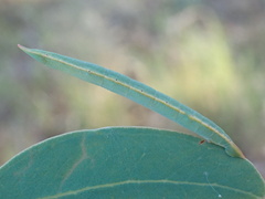 Crypsiphona ocultaria