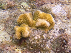 Pocillopora