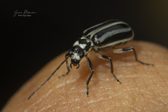 Diabroticina
