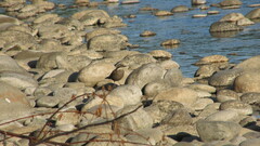 Cinclodes patagonicus