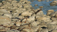 Cinclodes patagonicus