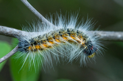 Bombycomorpha bifascia