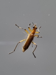 Chauliognathus cinguliventris