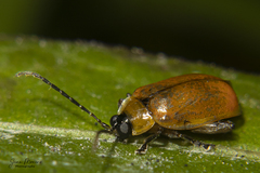 Oedionychina