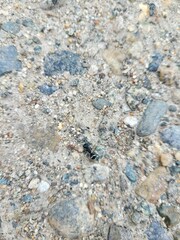 Dimorphomutilla suavissima