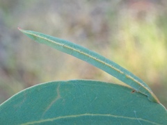 Crypsiphona ocultaria