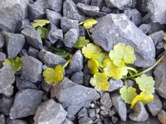 Hydrocotyle heteromeria