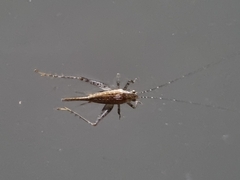 Trigonidiidae