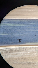 Fulica cornuta