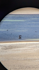 Fulica cornuta