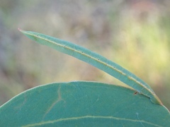 Crypsiphona ocultaria