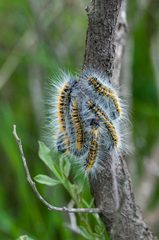Bombycomorpha bifascia