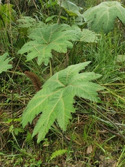 Gunnera